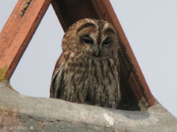 Chouette hulotte (Strix aluco) © Aymeric Le Calvez